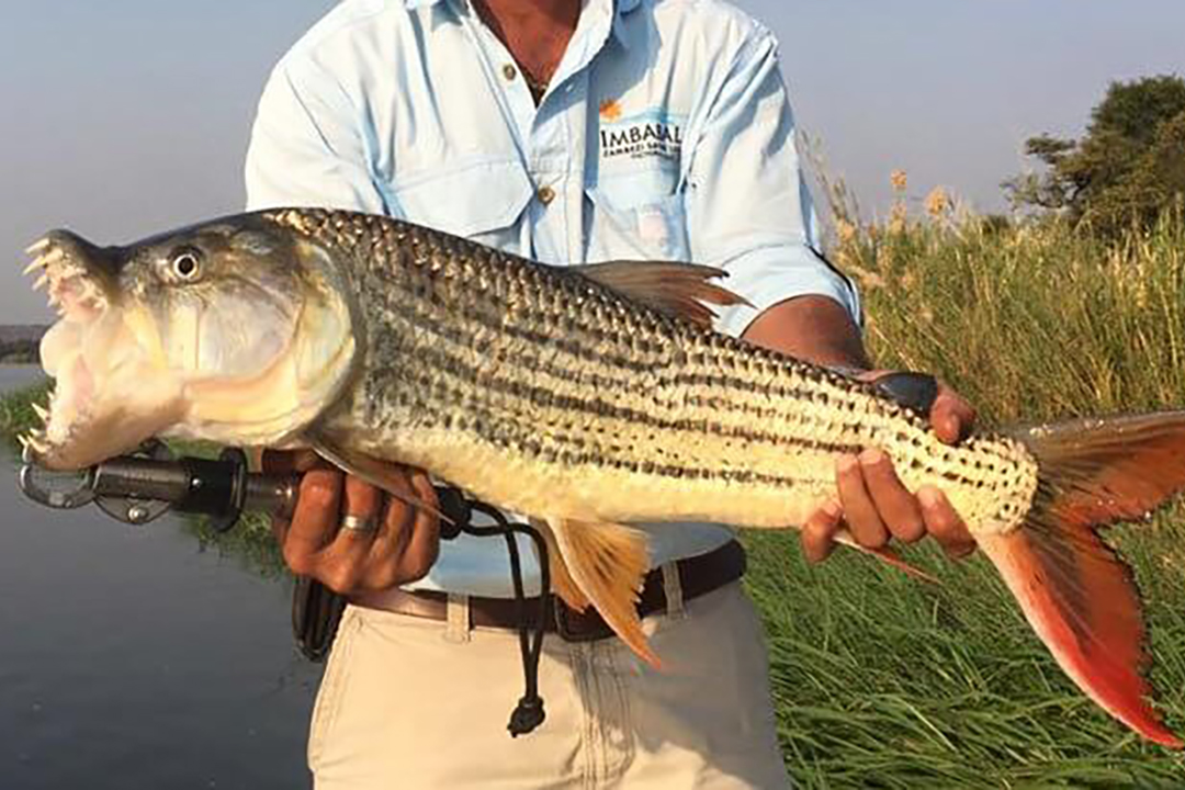 Zambezi Fishing Experience (Zambezi River)