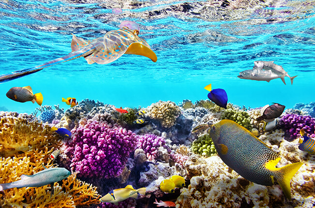 One of the wonders of the underwater world, showing colourful marine life