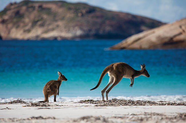 Kangaroo and Joey hopping on the coast of Kangaroo Island, with colourful blue waters and small islands off the coast in background