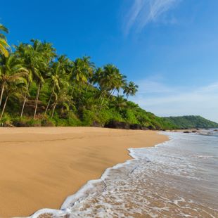 Goa beach with sea and palm trees