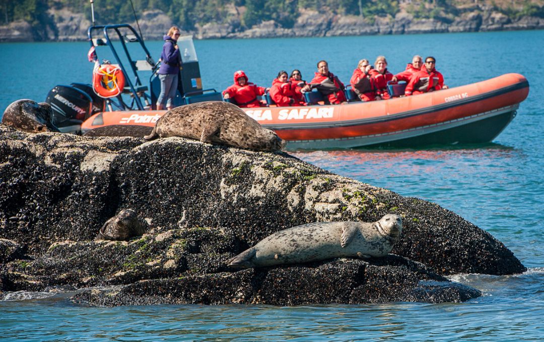 vancouver sea safari