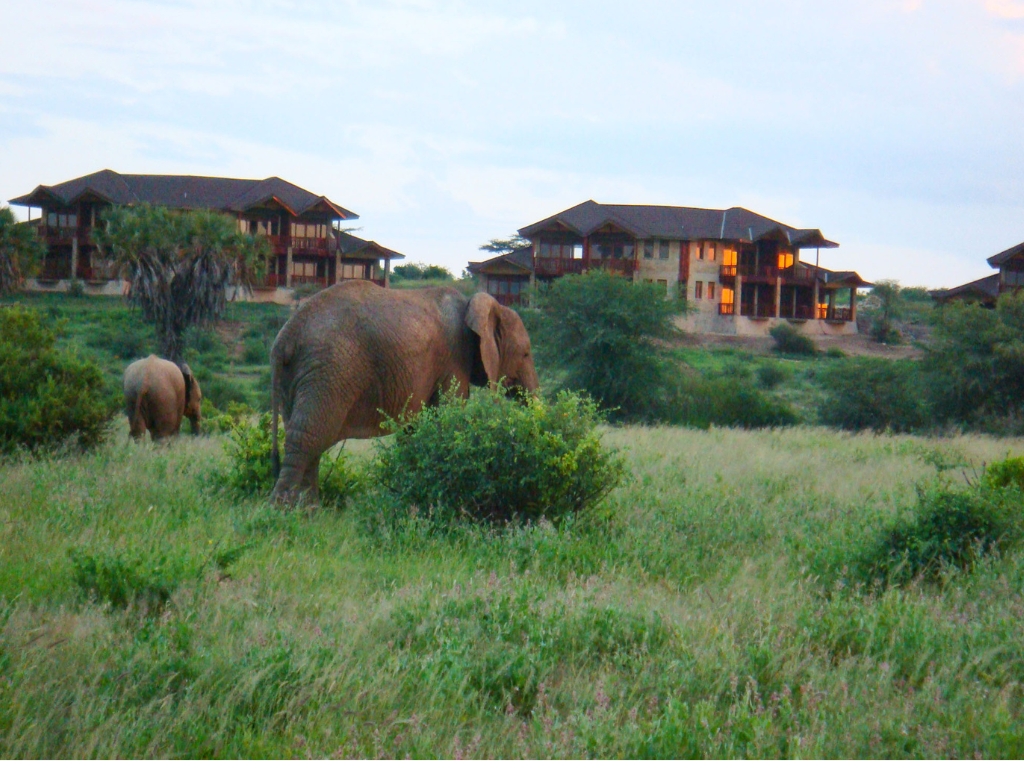 Samburu Simba Lodge – Samburu National Reserve