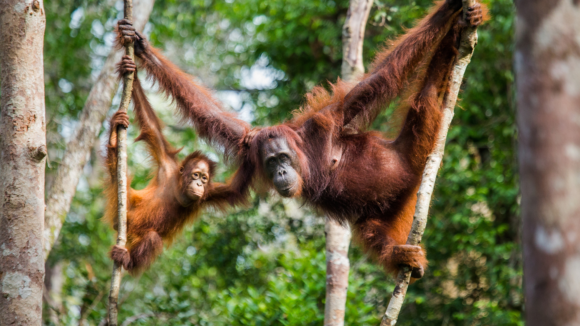 The Very Best of Borneo