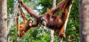 The Very Best of Borneo